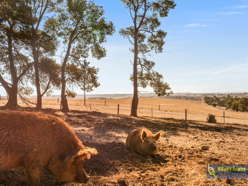 81 William Hawke Road, CONCORDIA, SA 5118 AUS