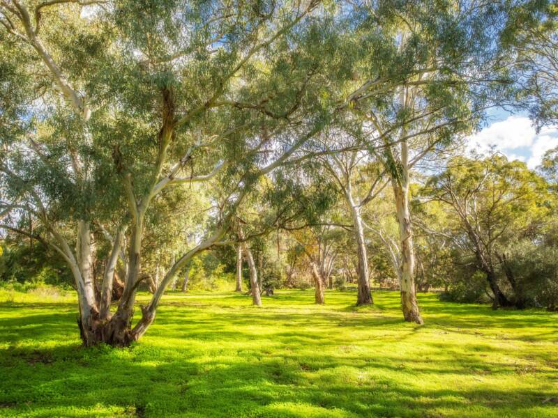 12 Cockatoo Lane, SANDY CREEK, SA 5350 AUS