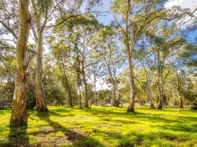 12 Cockatoo Lane, SANDY CREEK, SA 5350 AUS