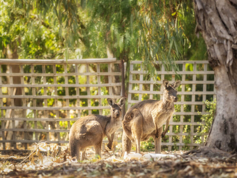 12 Cockatoo Lane, SANDY CREEK, SA 5350 AUS